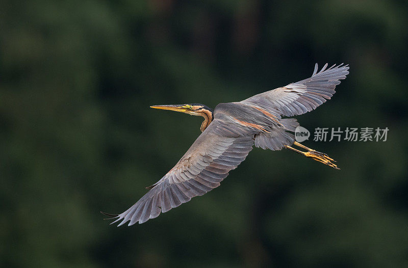 飞天紫鹭(Ardea purpurea)